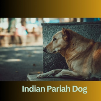 Dog Breeds in India