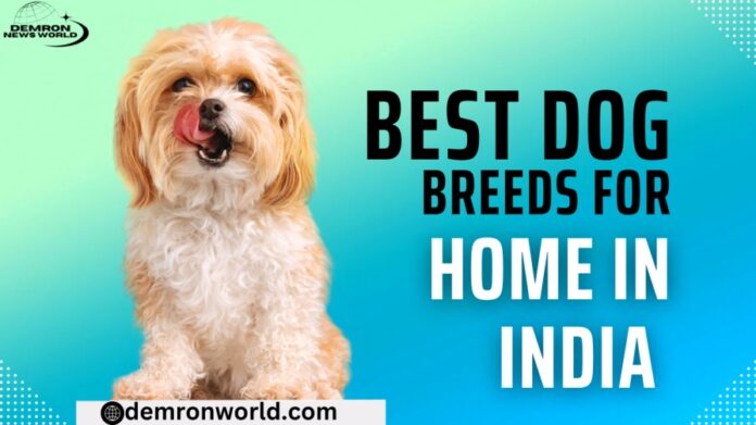 Best Dog Breeds for Home in India