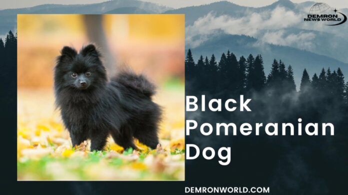 Black Pomeranian Dog