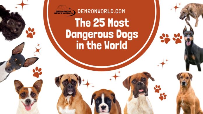 The 25 Most Dangerous Dogs in the World