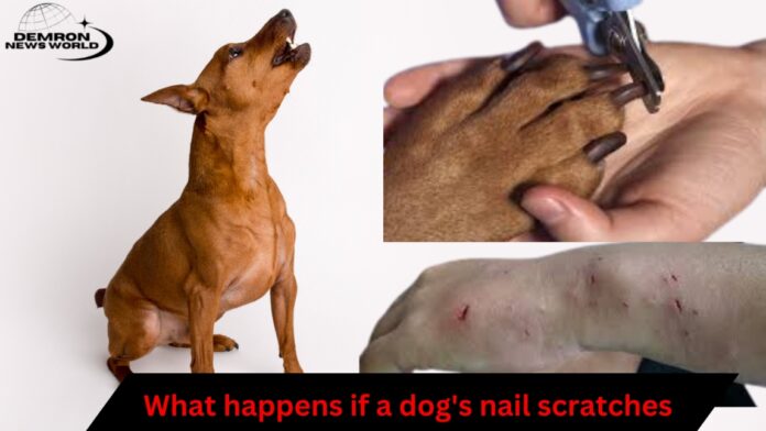 What happens if a dog's nail scratches you