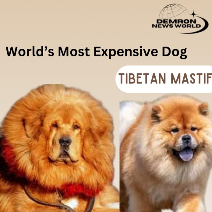 World’s Most Expensive Dog