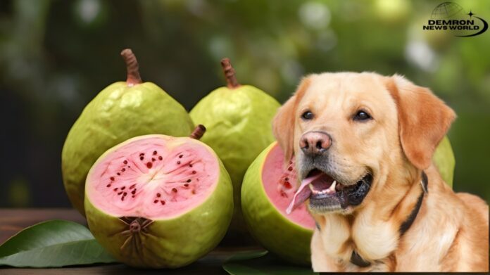 Can Dogs Eat Guava