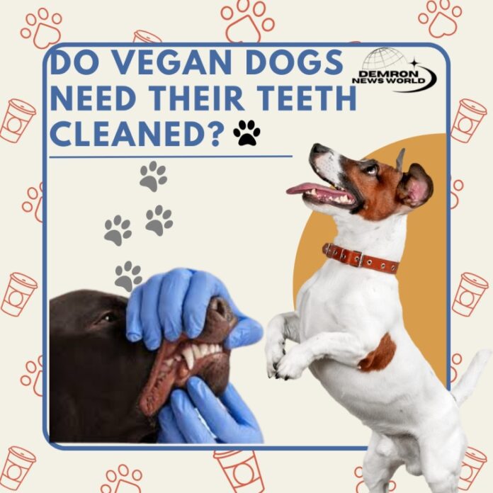 Do Vegan Dogs Need Their Teeth Cleaned