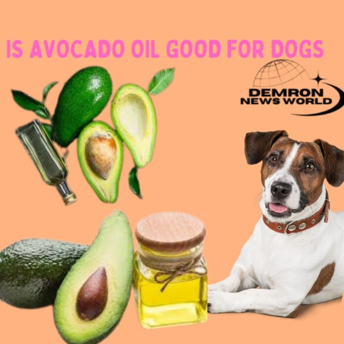 Is Avocado Oil Good for Dogs